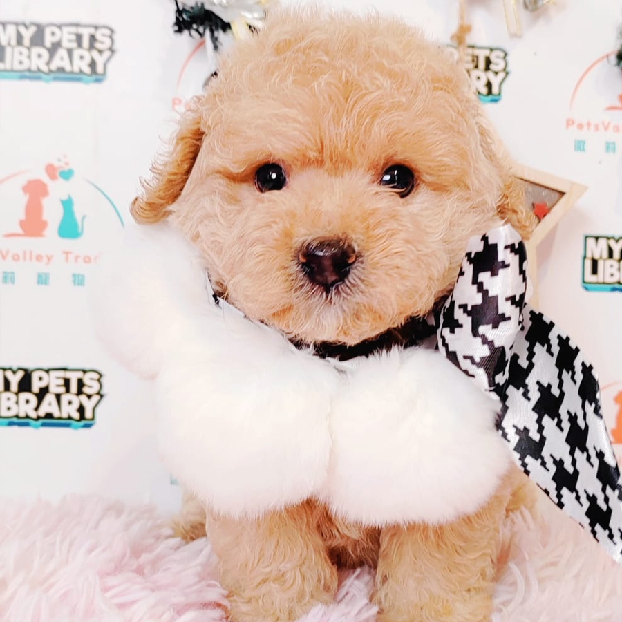 Maltipoo Puppy (Female) For Sale