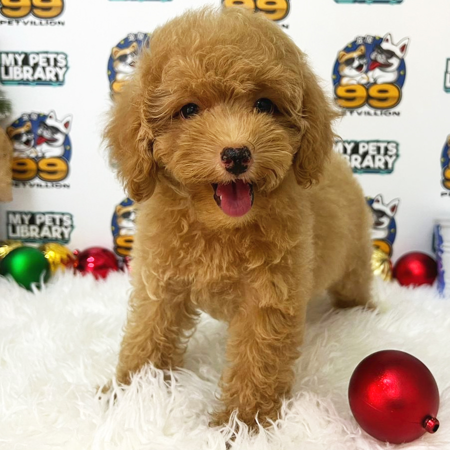 Toy Poodle Puppy (Female) For Sale