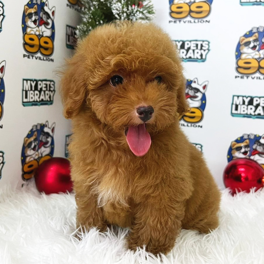 Toy Poodle Puppy (Male) For Sale