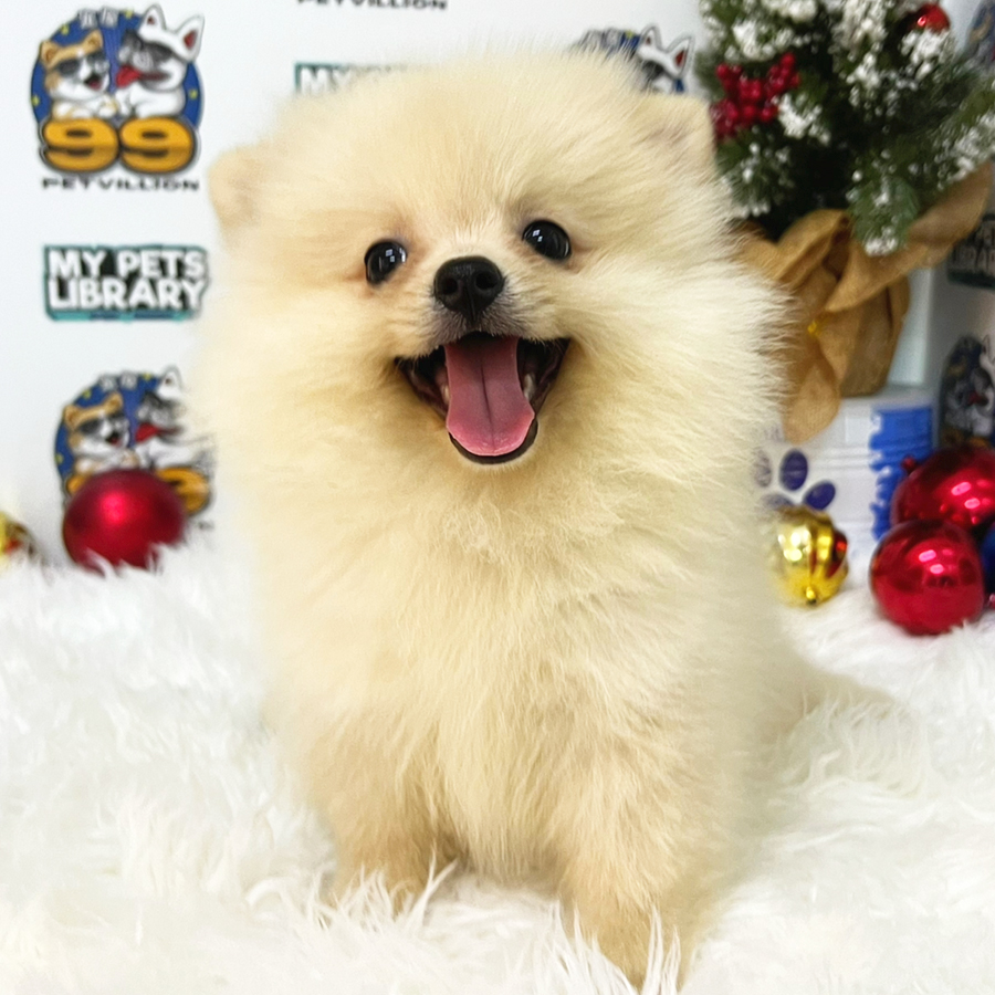 Pomeranian Puppy (Female) For Sale