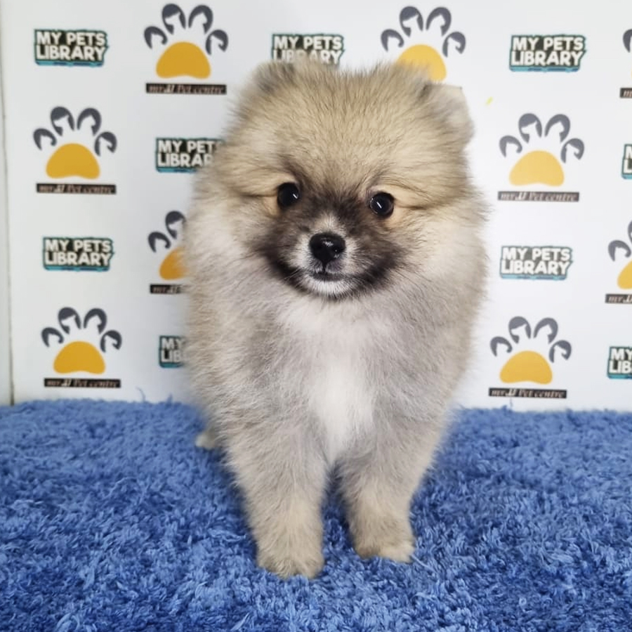 Pomeranian Puppy (Male) For Sale