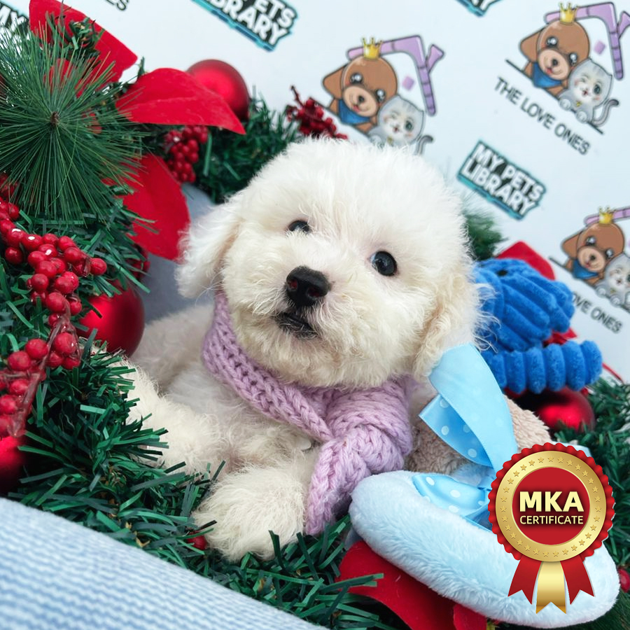 MKA Toy Poodle Puppy (Male) For Sale