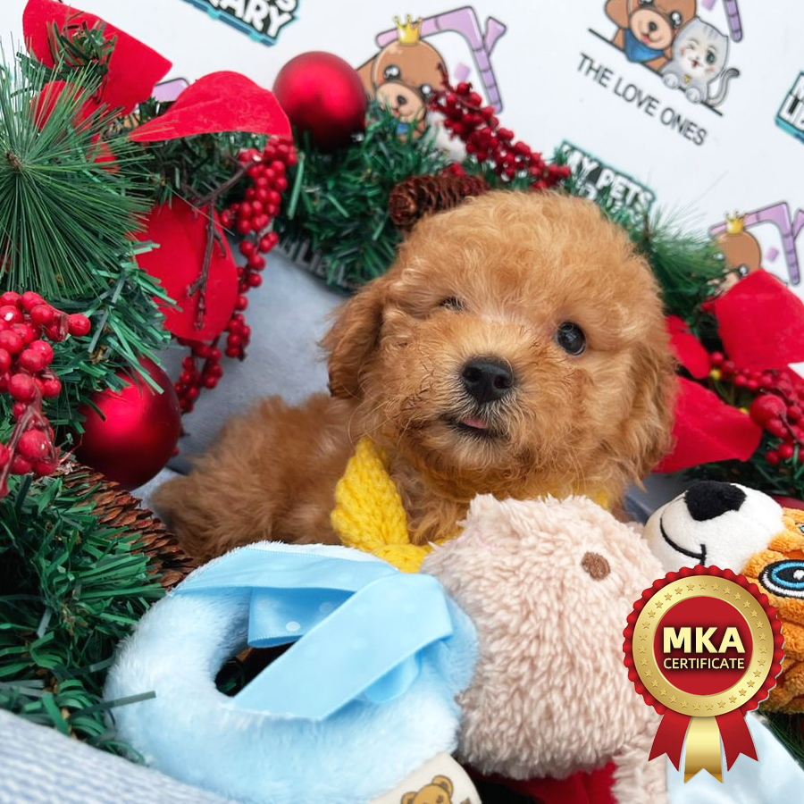 MKA Toy Poodle Puppy (Male) For Sale