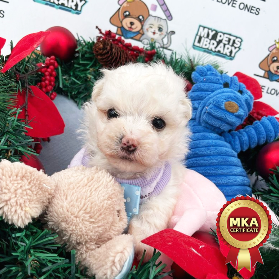 MKA Maltese Puppy (Male) For Sale