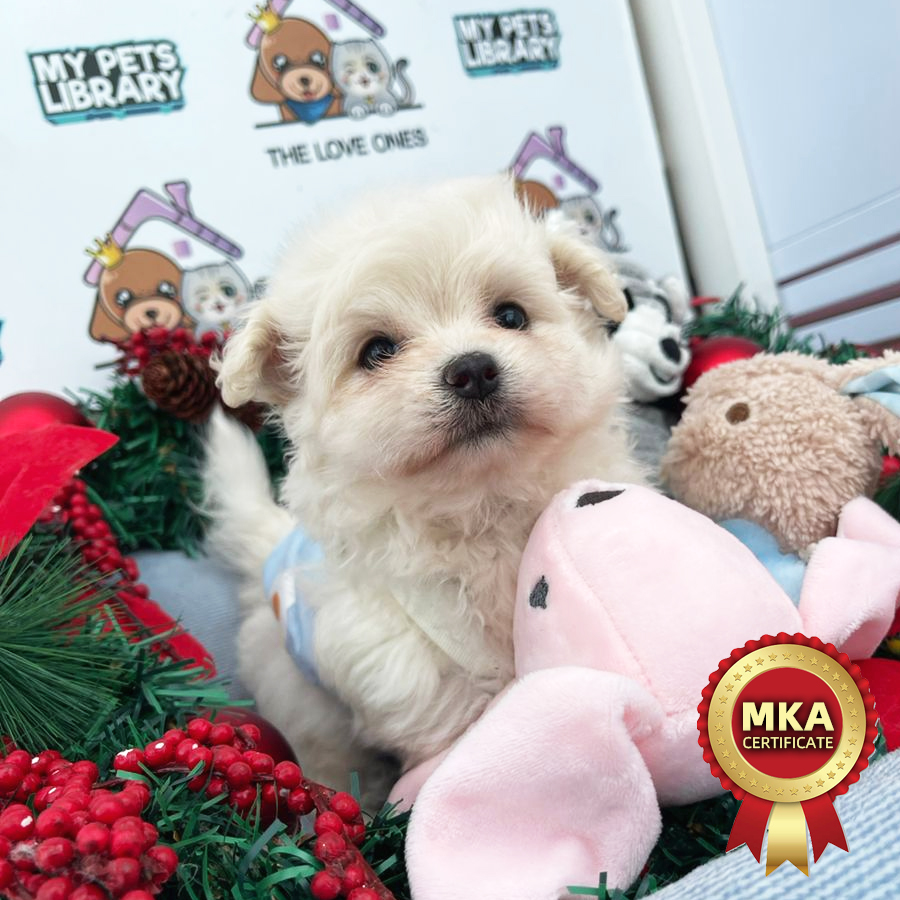 MKA Maltese Puppy (Female) For Sale