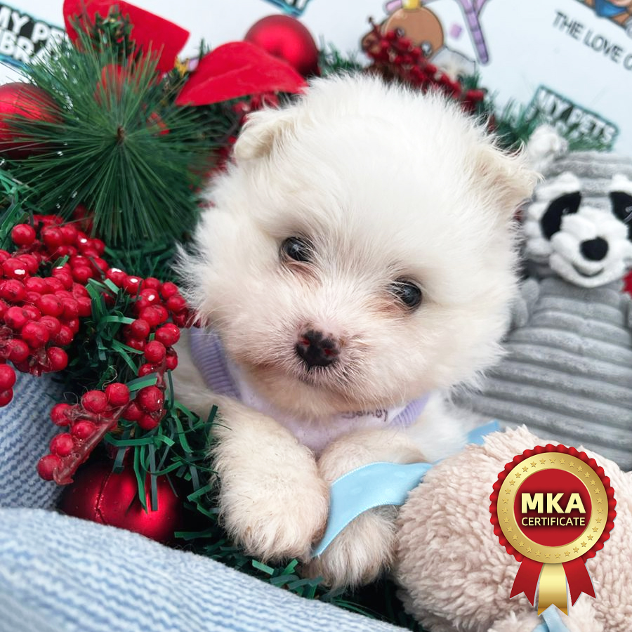 MKA Maltese Puppy (Male) For Sale