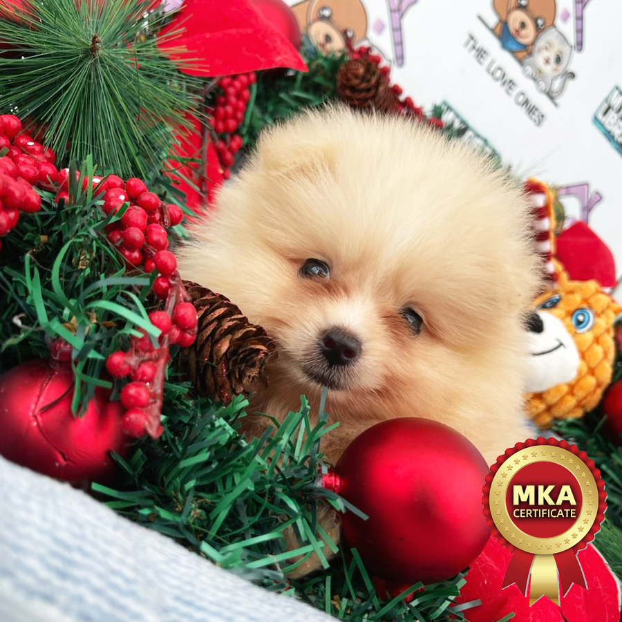 MKA Pomeranian Puppy (Female) For Sale