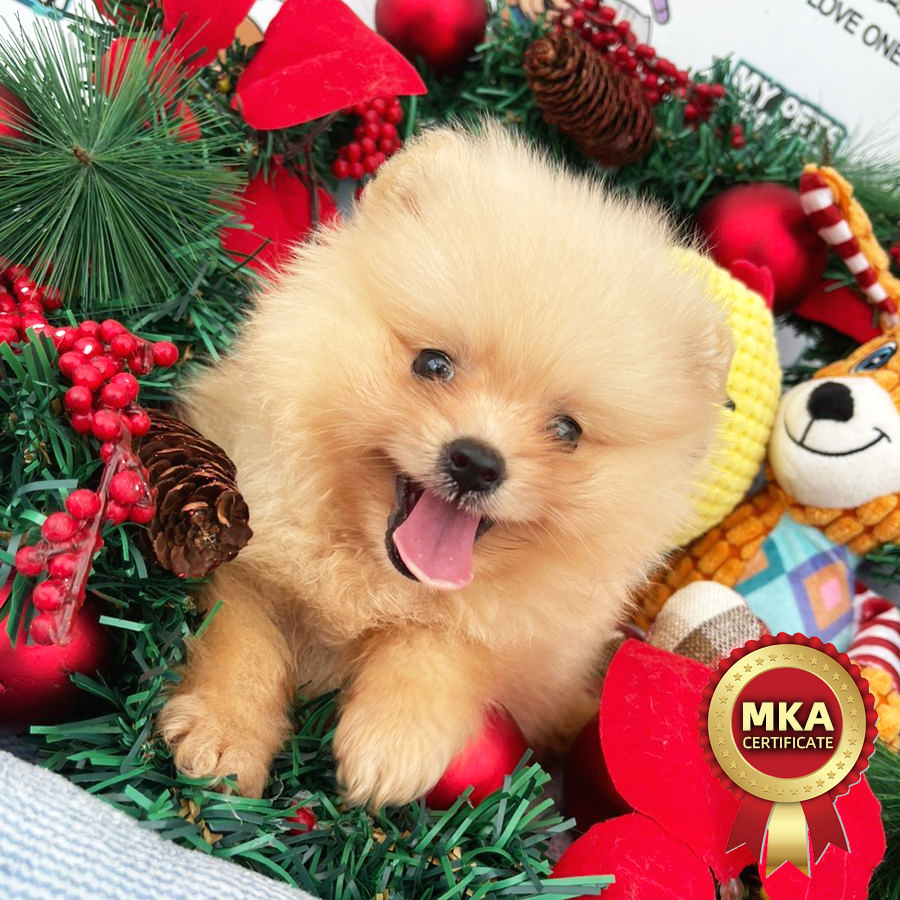 MKA Pomeranian Puppy (Male) For Sale