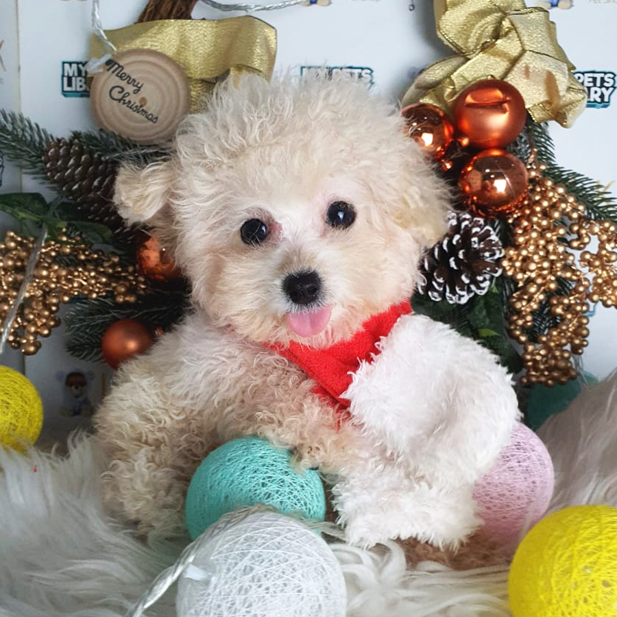 Toy Poodle Puppy (Female) For Sale