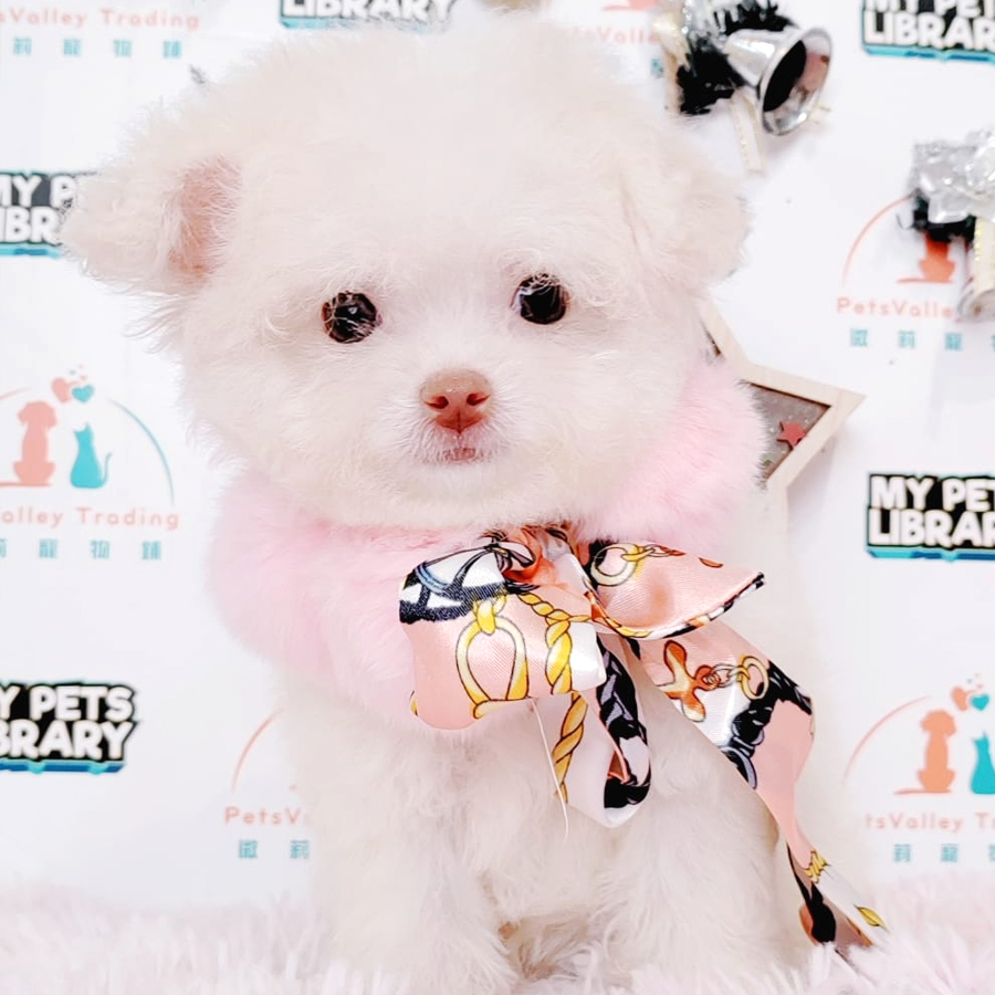Tiny Poodle Puppy (Female) For Sale