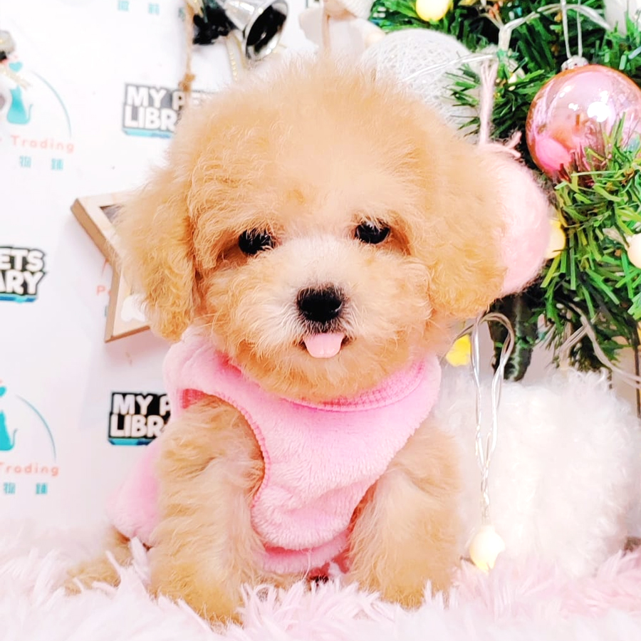 Toy Poodle Puppy (Female) For Sale