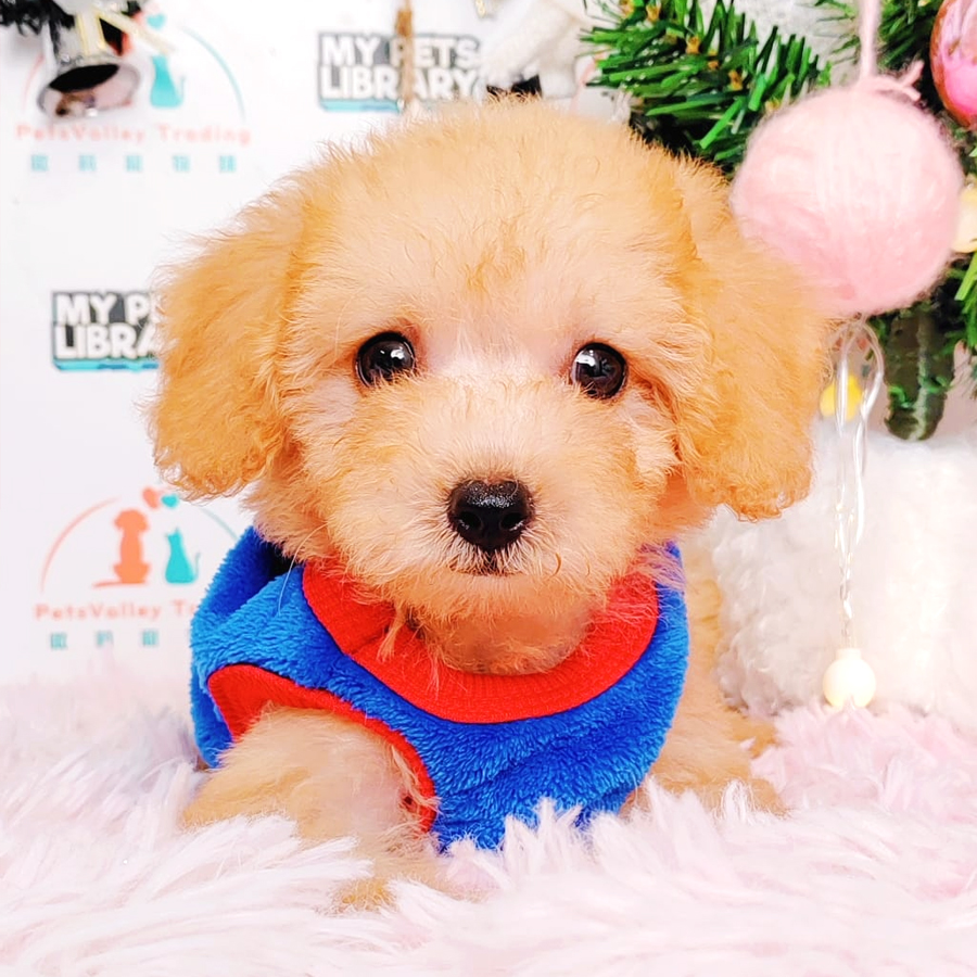Toy Poodle Puppy (Male) For Sale