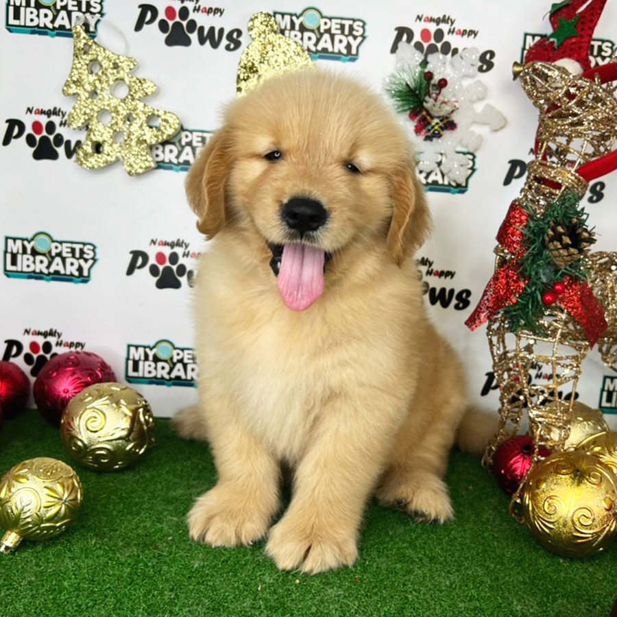 Golden Retriever Puppy (Male) For Sale