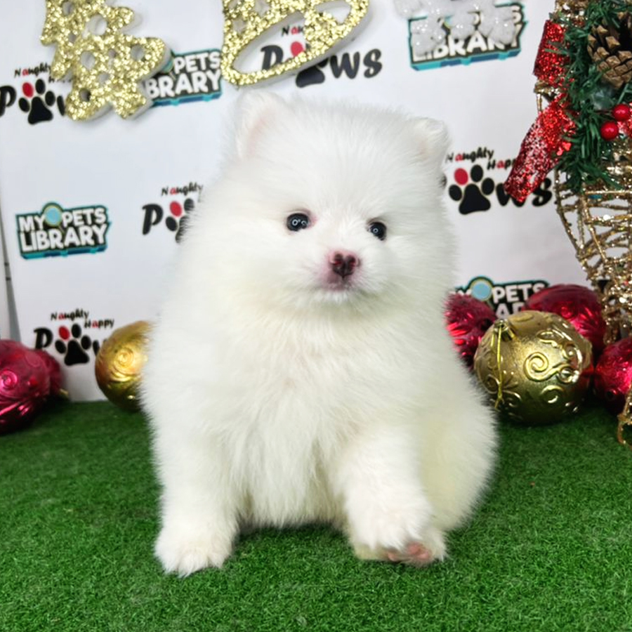 Pomeranian Puppy (Male) For Sale