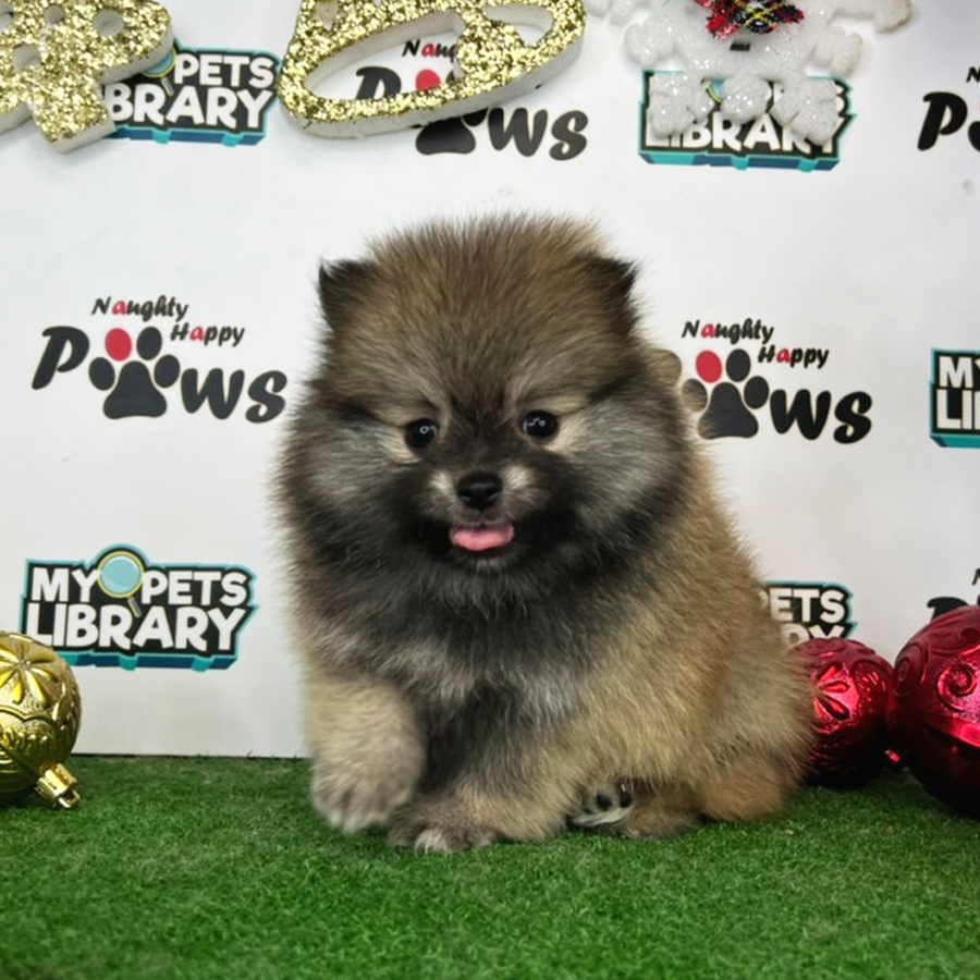 Pomeranian Puppy (Female) For Sale