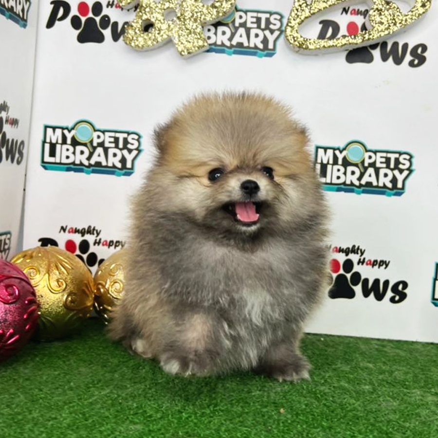 Pomeranian Puppy (Female) For Sale
