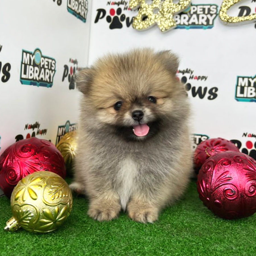 Pomeranian Puppy (Female) For Sale