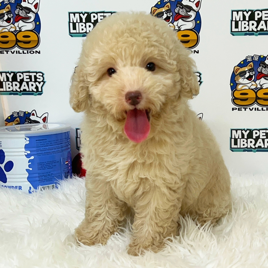 Toy Poodle Puppy (Female) For Sale