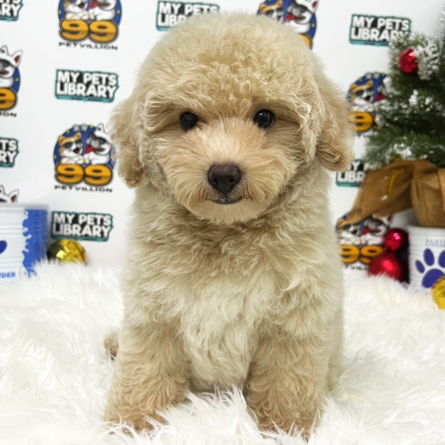 Toy Poodle Puppy (Female) For Sale