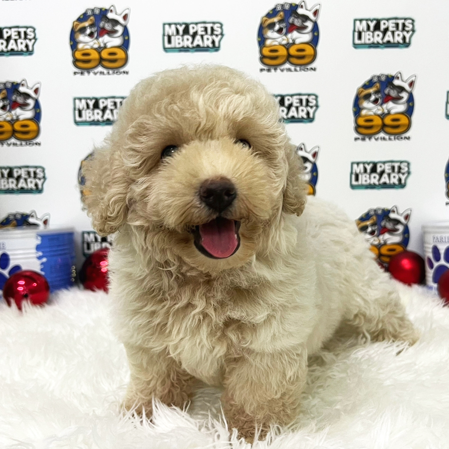 Toy Poodle Puppy (Male) For Sale