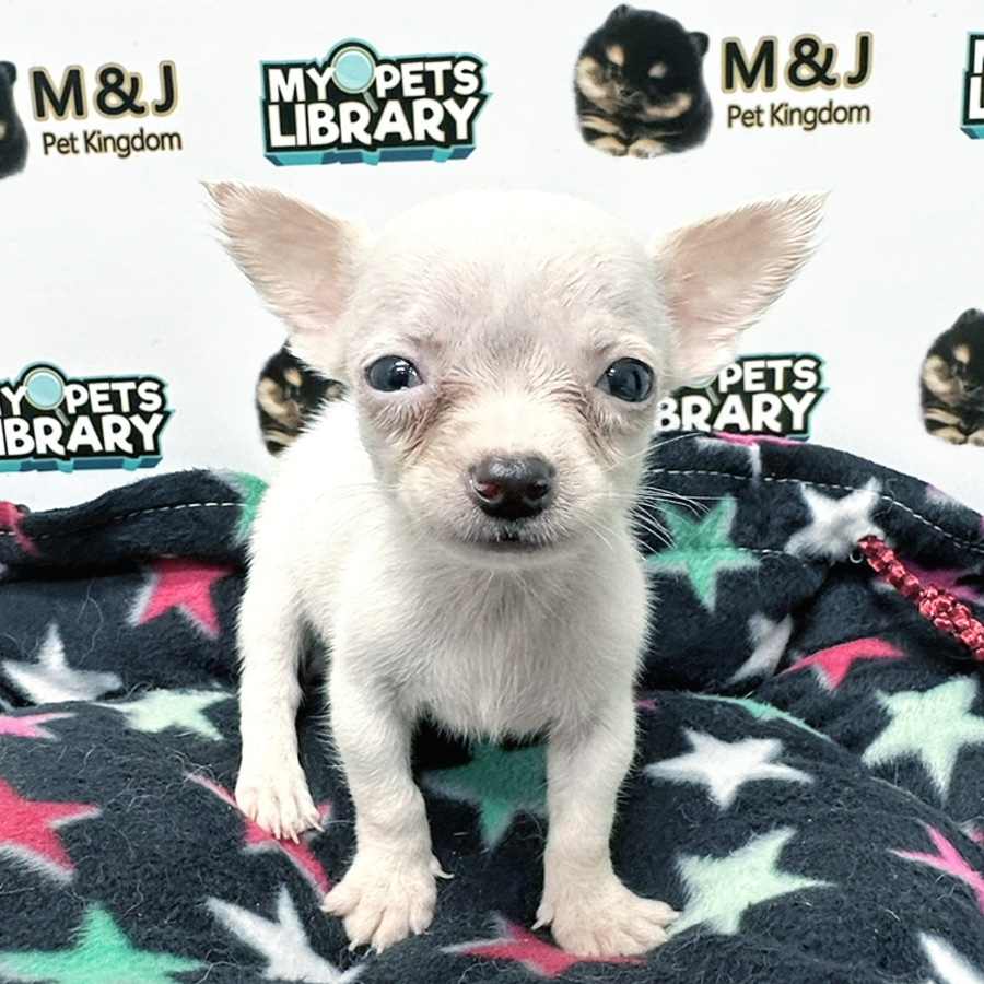 Chihuahua Puppy (Male) For Sale