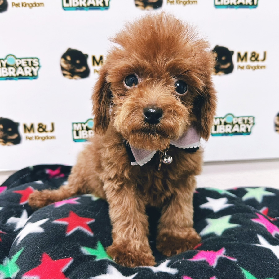 Toy Poodle Puppy (Male) For Sale