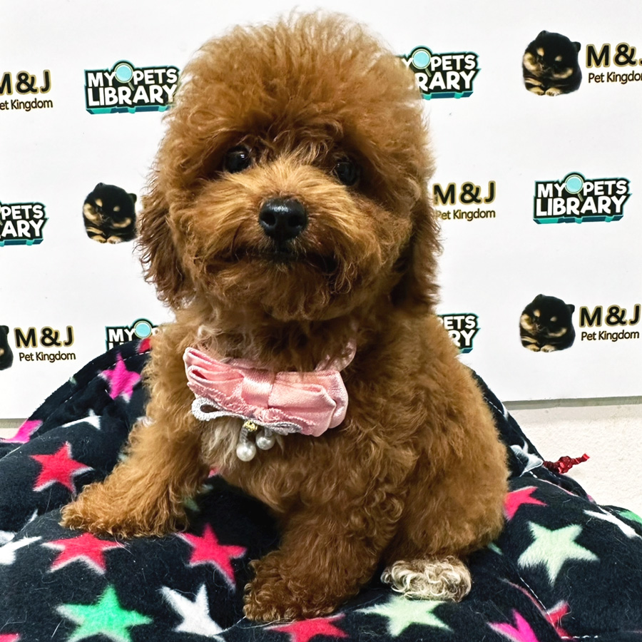 Toy Poodle Puppy (Female) For Sale