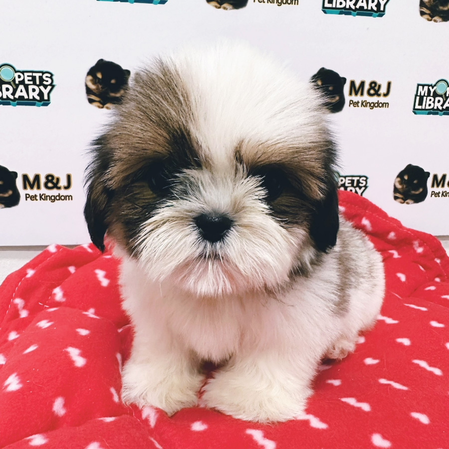 Shih Tzu Puppy (Female) For Sale