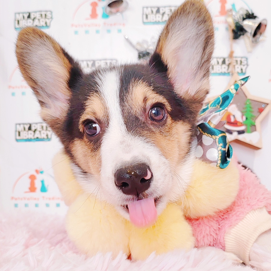 Welsh Corgi Puppy (Male) For Sale