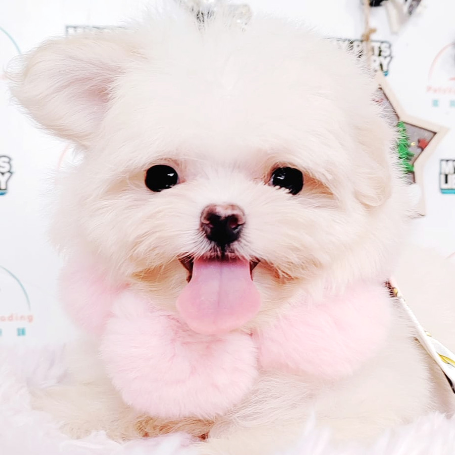 Maltese Puppy (Male) For Sale