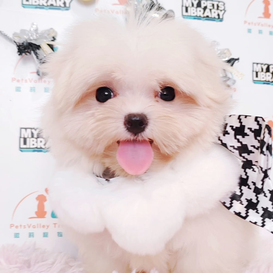 Maltese Puppy (Female) For Sale