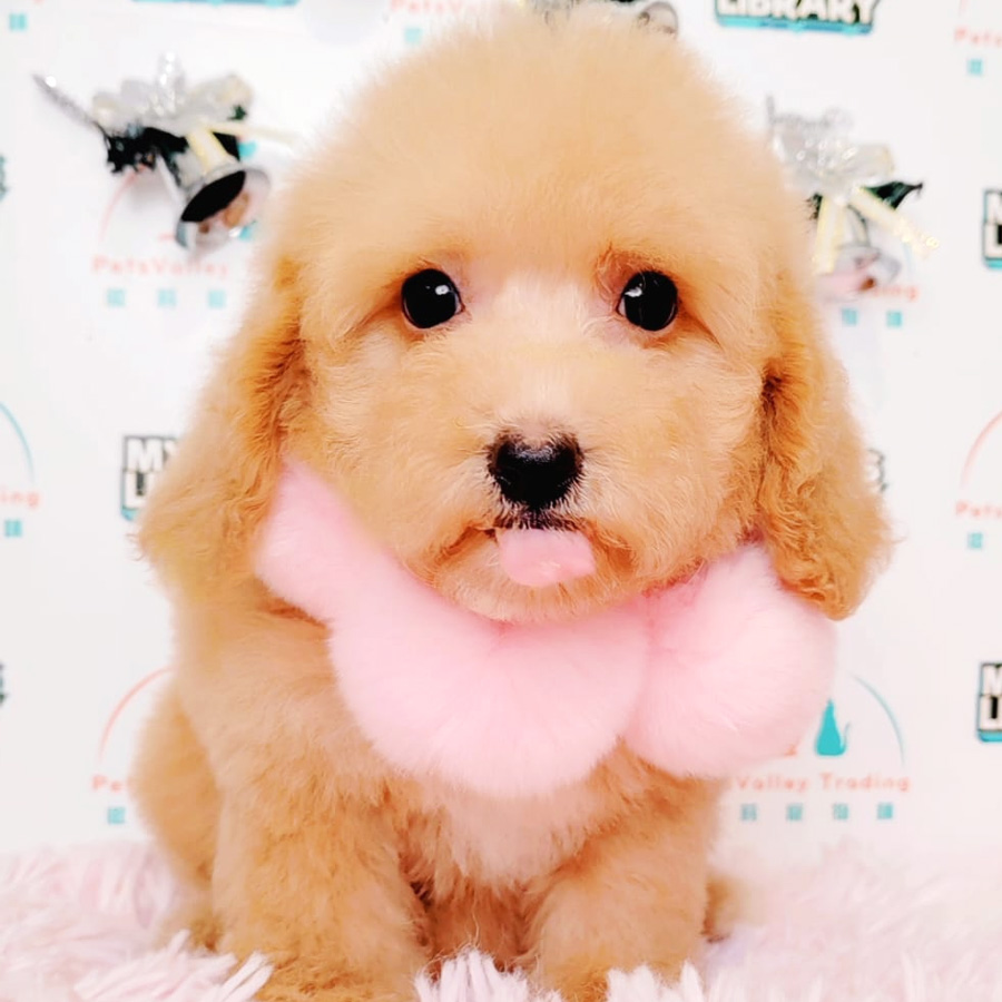 Toy Poodle Puppy (Male) For Sale