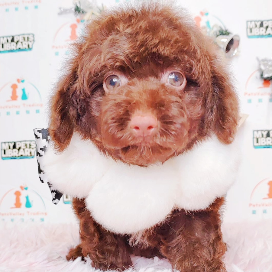 Toy Poodle Puppy (Female) For Sale