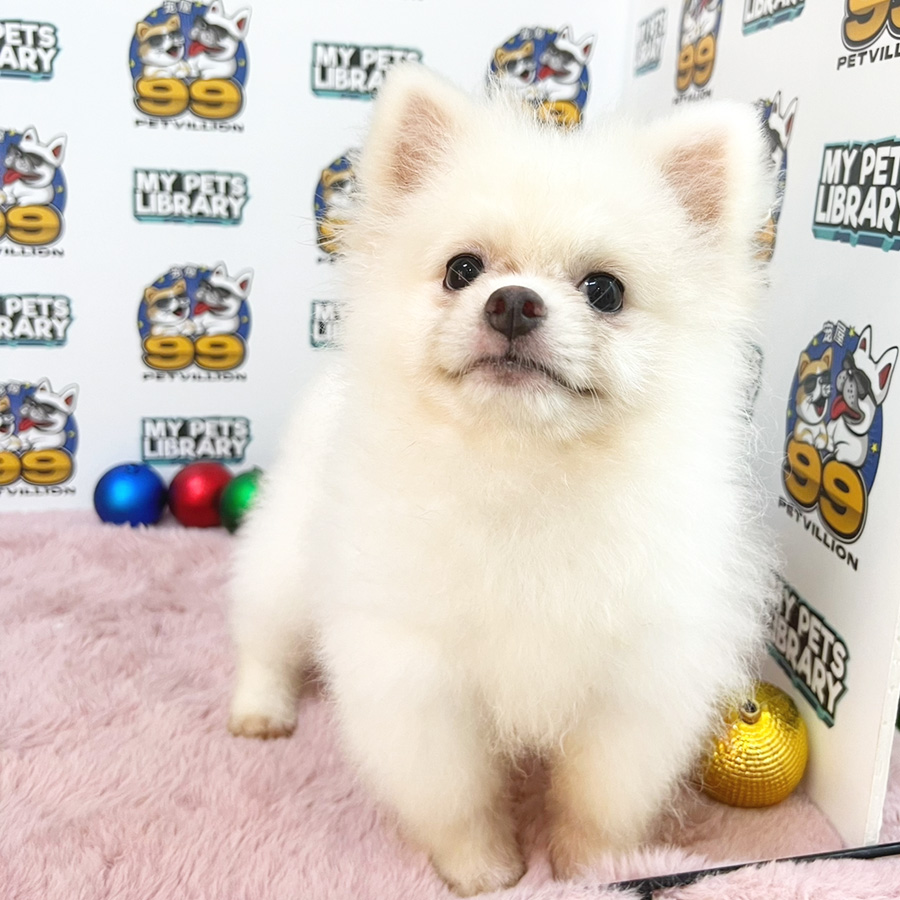 Pomeranian Puppy (Male) For Sale