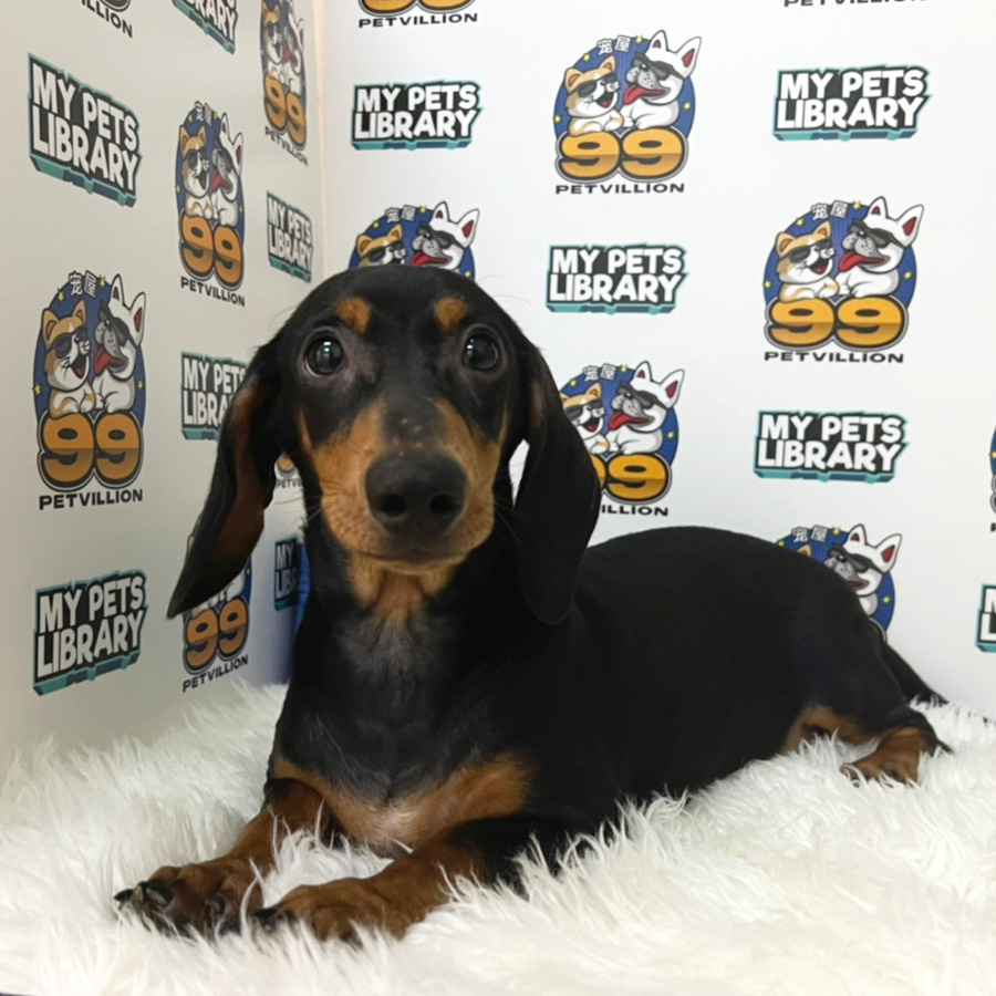 Miniature Dachshund Puppy (Male) For Sale