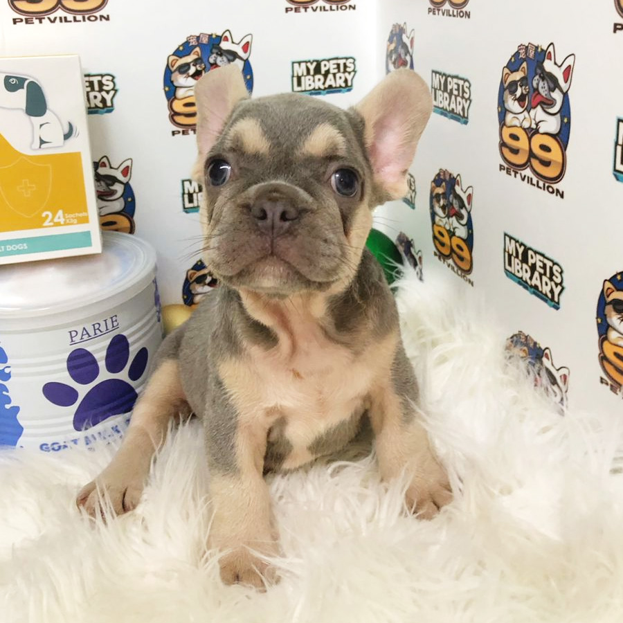 French Bulldog Puppy (Male) For Sale