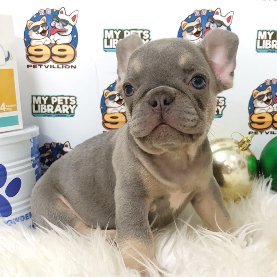 French Bulldog Puppy (Male) For Sale