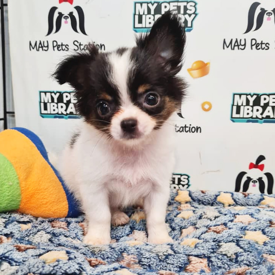 Longcoat Chihuahua Puppy (Female) For Sale