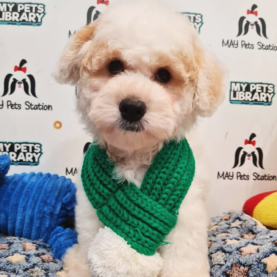 Maltipoo Puppy (Male) For Sale