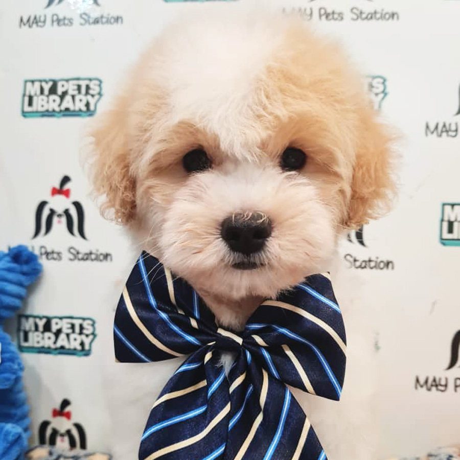 Maltipoo Puppy (Male) For Sale