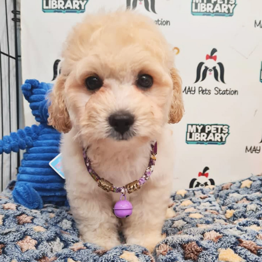 Maltipoo Puppy (Male) For Sale