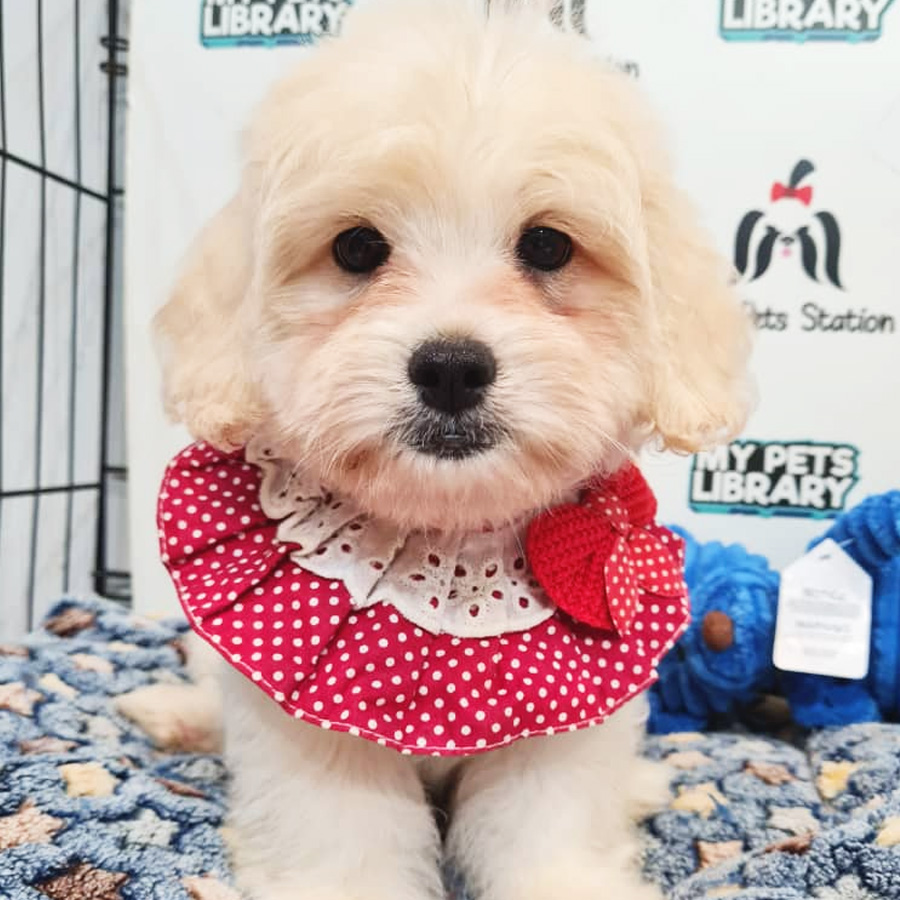 Maltipoo Puppy (Male) For Sale