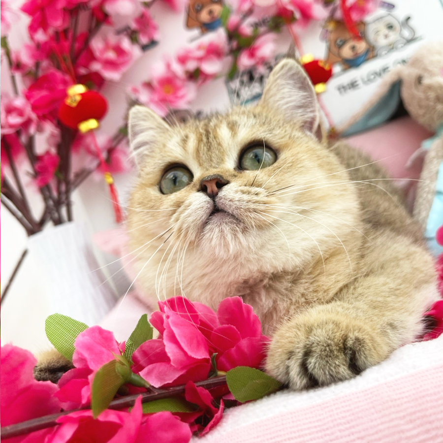 British Shorthair Kitten (Male) For Sale