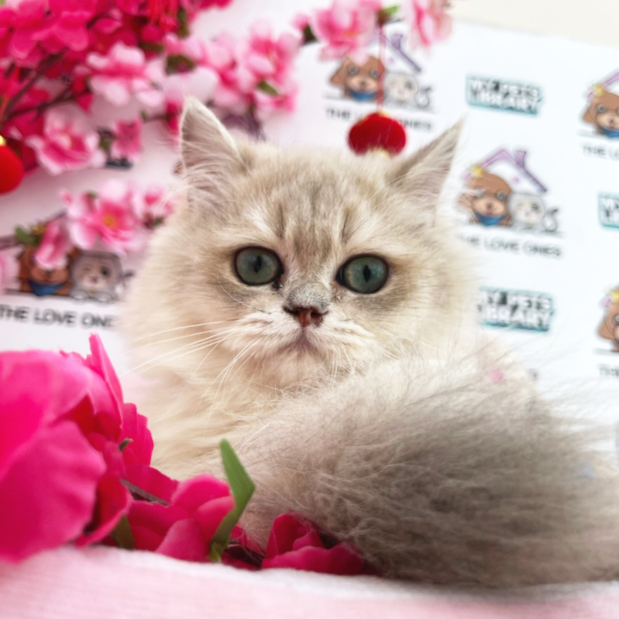 British Longhair Kitten (Female) For Sale