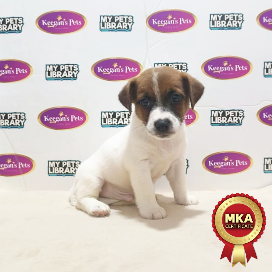 MKA Jack Russell Puppy (Male) For Sale