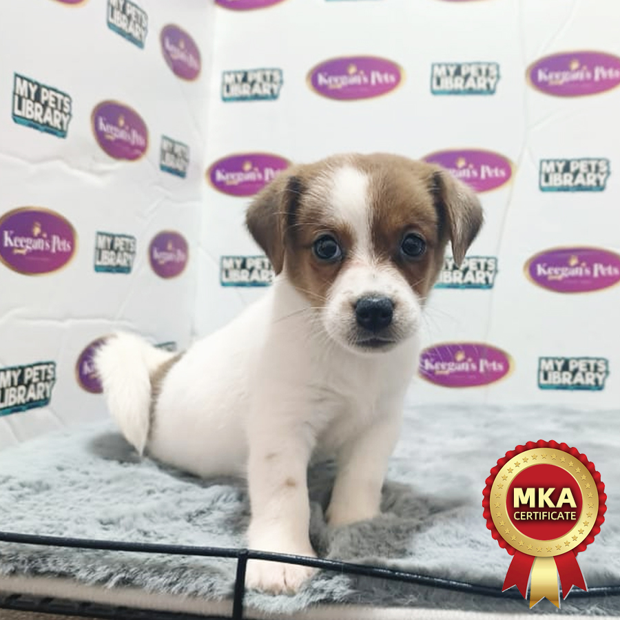 MKA Jack Russell Puppy (Female) For Sale