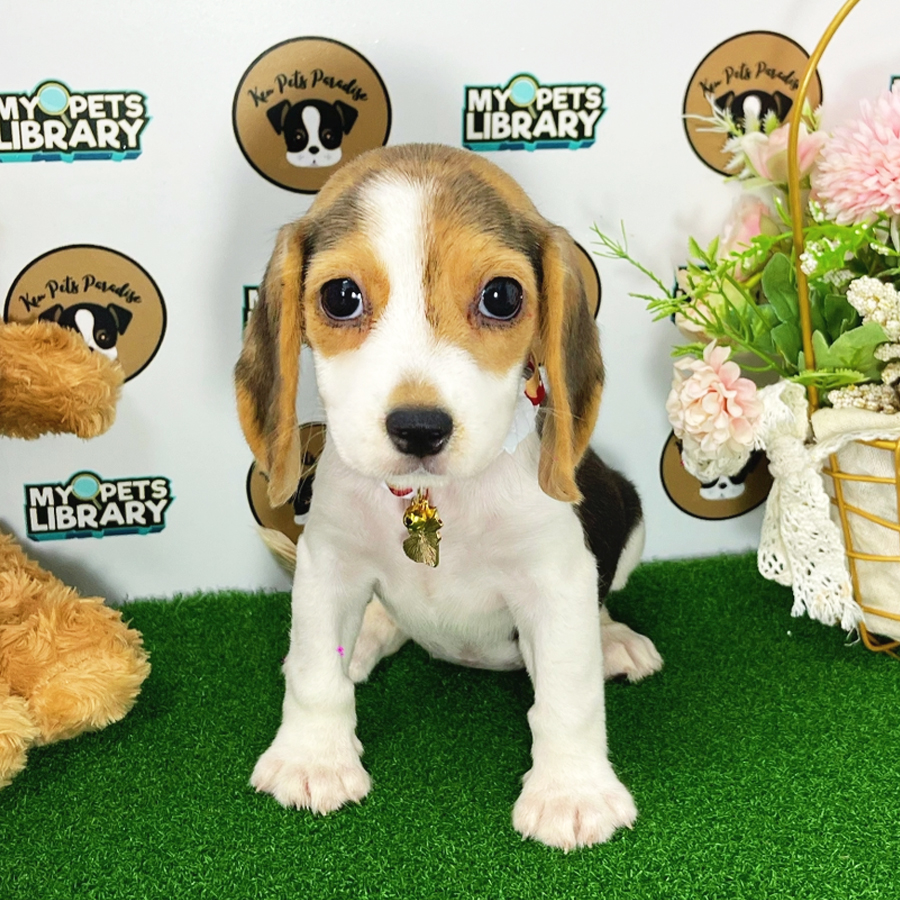 Beagle Puppy (Female) For Sale