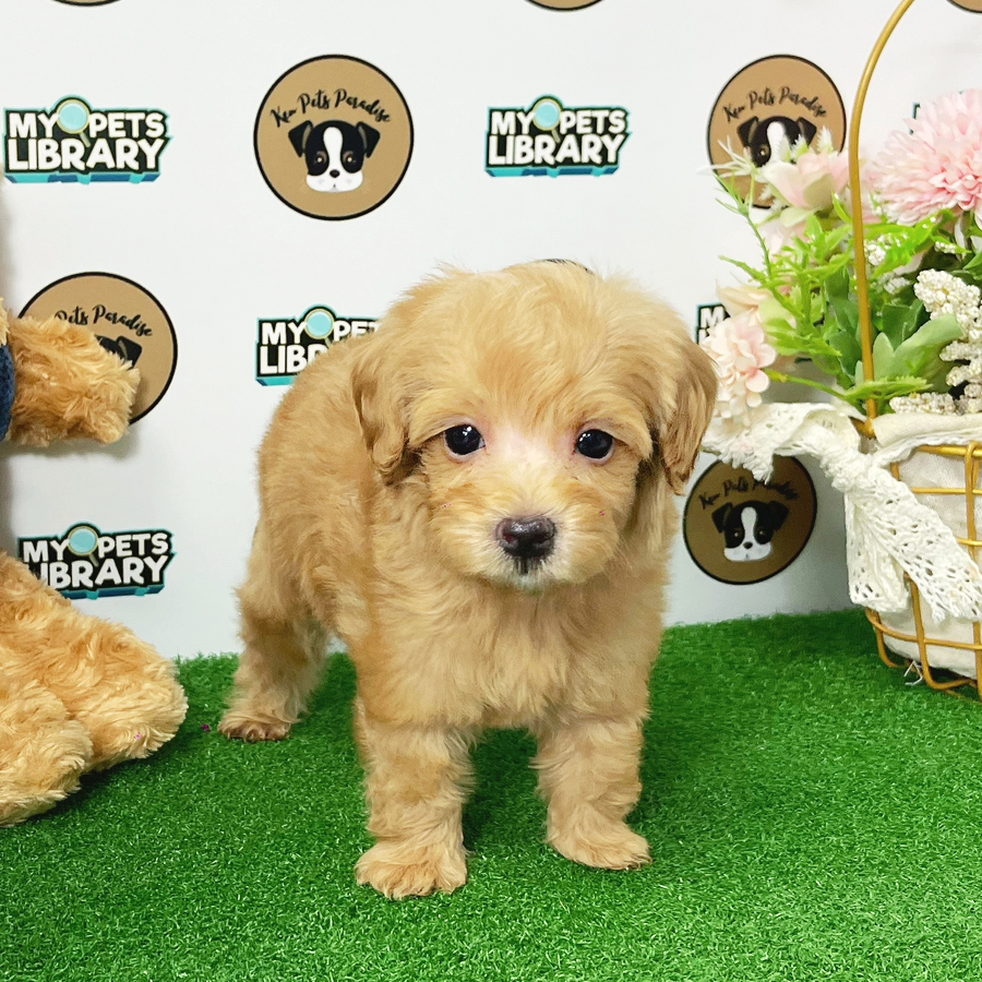 Toy Poodle Puppy (Female) For Sale