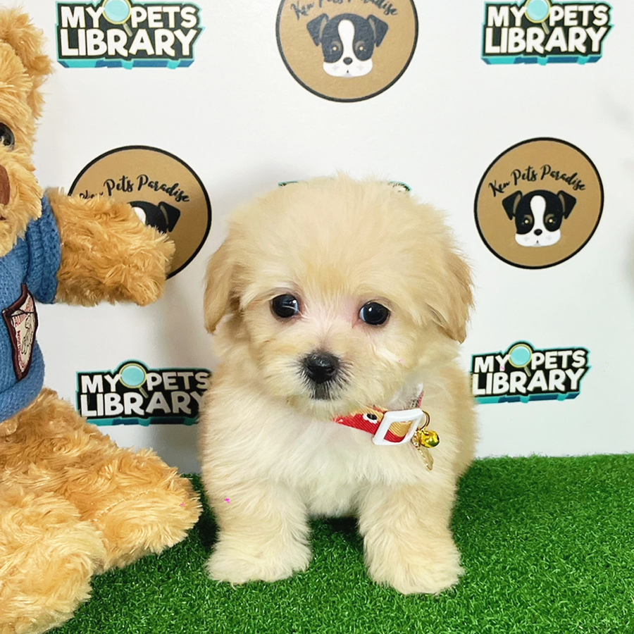 Toy Poodle Puppy (Female) For Sale