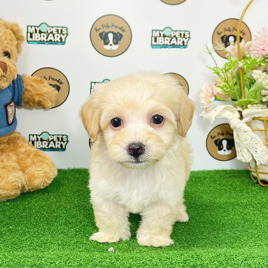 Toy Poodle Puppy (Male) For Sale